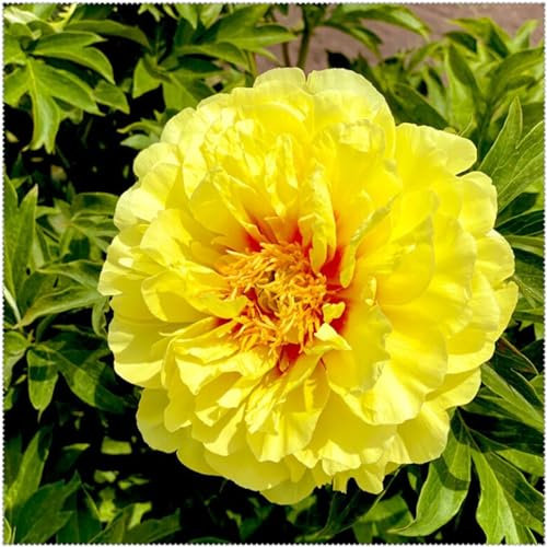 Pfingstrosen Zwiebeln, Mysteriöse magische Glühbirne,Exotisch,Blumenzwiebel Mix,Hausgarten,Lebende Pflanzen,Seltene Pflanze,Mehrjährige Blumenzwiebel ist winterhart, Leicht Zu ZüChten, 8zwiebeln-G