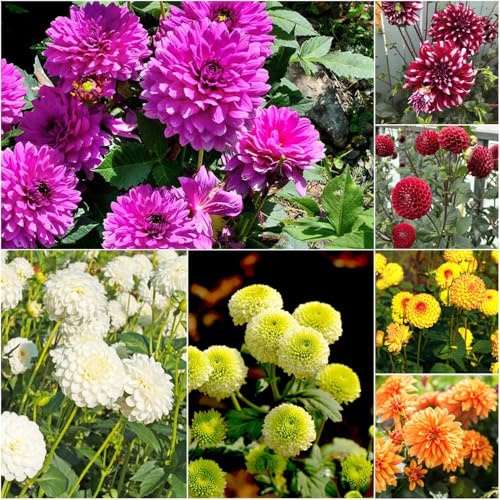 bulbos de dalia - de balcón resistentes dalia bulbos perennes resistentes - serie raras para el jardín decorativa primavera 4pcs