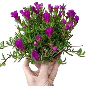 Mesen Natural - Planta Rastrera y Suculenta para Exterior