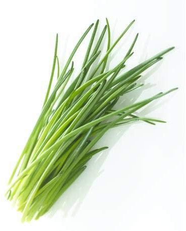 ERBA CIPOLLINA NR.300 SEMI