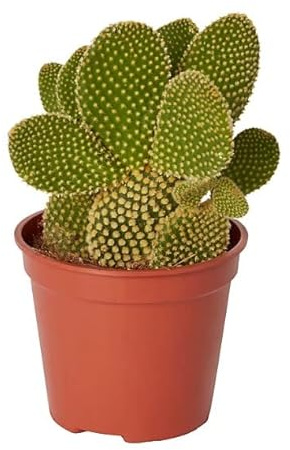 DECOALIVE Cactus Pala Planta Natural para el Hogar muy Resistente Opuntia Microdasys, 8435712003889