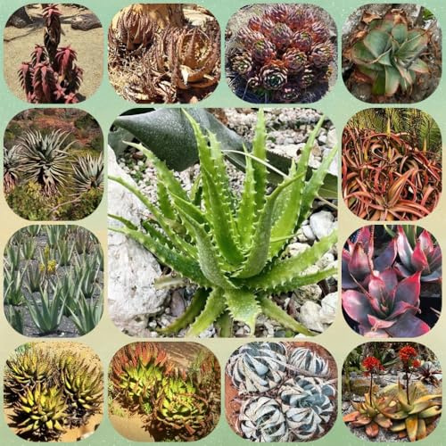 Aloe Vera, alte sorten stauden winterhart mehrjährig steingartenpflanzen kräuterbeet balkon garten kräuterpflanzen sukkulenten gartenkräuter balkonpflanzen 150Samen