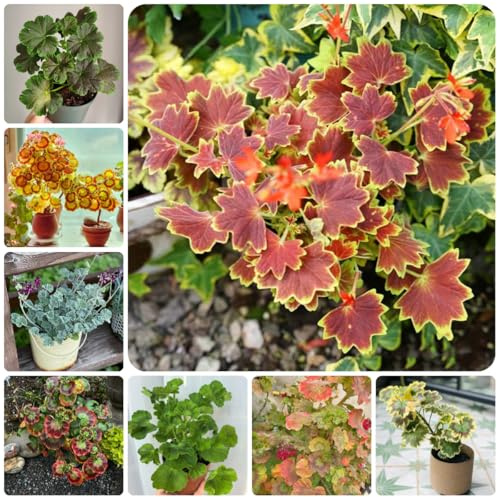 Geranios colgantes - Pelargonium - Decoración orgánica balcones de del balcón de interior raras silvestres, macizo exóticas semillas 100semillas