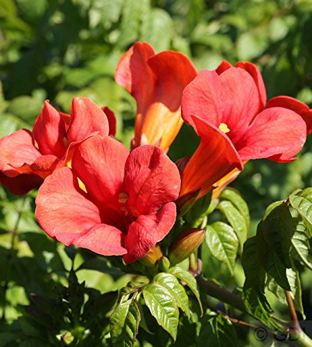 Campsis radicans ‘Flamenco’ 40–60 cm – Winterhart & Mehrjährig & Pflegeleicht – Trompetenblume – Kletterpflanze für Pergola & Rankhilfe