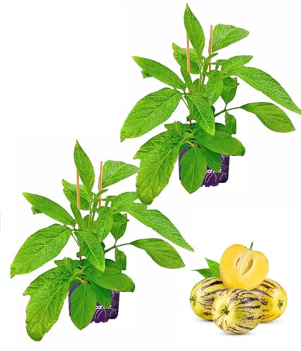 Melonenbirne Pflanze Copa Pepino (Solanum muricatum) 2er-Set