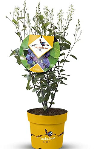 Saskatoon Berry Plant Deciduous Hardy Shrub White Blooms Blue-Black Berries Autumn Colour Easy to Grow Your Own Garden Fruit 1x 4-Litre Potted Plant by Thompson and Morgan