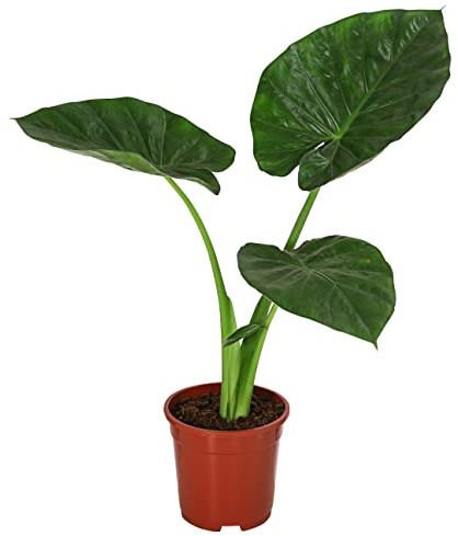 Dehner Pfeilblatt, markantes Blattwerk, ca. 50 cm, Ø Topf 17 cm | Alocasia macrorrhiza, pflegeleichte Zimmerpflanze, für helle bis halbschattige Standorte