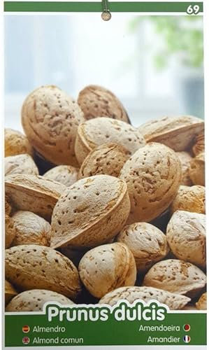 ÁRBOL FRUTAL ALMENDRO GUARA M25 100CM-150CM PARA EXTERIOR