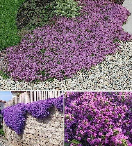 Purple Creeping Thyme Seeds | 900+ Seeds | Ground Cover | Indoor & Outdoor