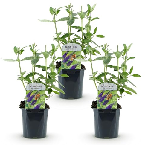 Green boutiQ - Plante de jardin - Buddleja davidii Empire Blue - Arbre à papillons - Rustique - Bleu - 3 Plantes - Pot 17cm - Hauteur 45cm