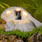 NorthSpoor Pietra commemorativa per cani, regalo commemorativo per cani con luce solare a LED, statuetta per cani, urna per cenere, pietra commemorativa per animali domestici, pietra tombale in resina