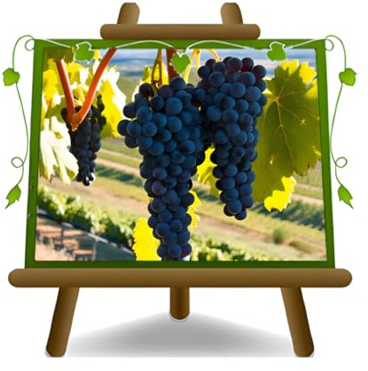 Vigne fraise Américaine - Plante de fruits vieux porte-greffe sur pot 20 - arbre max 170 cm - 2 ans