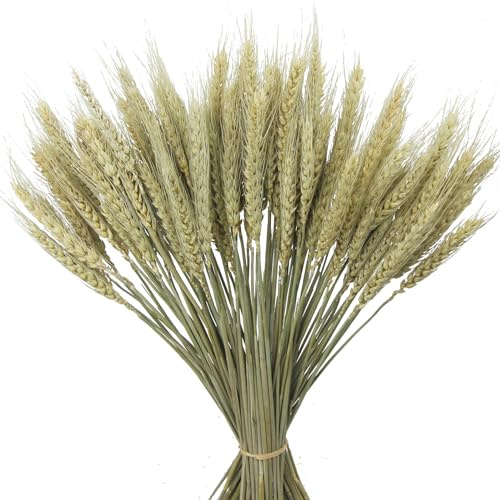 CEWUDA 100 Stück Getrockneter Weizen Trockenblumen Natürliche Weizenähren Deko Getrocknete Blumen 43cm Weizenbündel Weizen Natürliche Trocken Blumen für Hochzeit Zuhause Balkon Party Tisch Vase