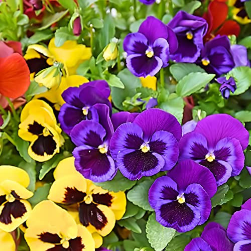 Bedding Plants, Pansy 'Delta Mix' and Pansy 'Purple and Orange', 40 x Full Plant Pack, Garden Flowers, Pansies, Garden Ready and Ready to Plant, Premium Quality Flowers