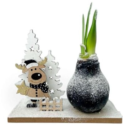 Plant in a Box - Amaryllis - Hippeastrum 'Winterwunderland Rentier'