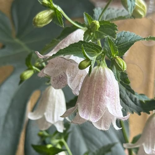 Semi di campanula-Campanula media,da giardino,facile da piantare semi di perenni resistenti decorazione da giardino per esterni 150pcs