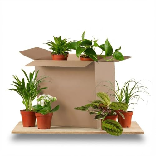 Green boutiQ - Plante d'intérieur - Coffret surprise - Vert - Entretien facile - 6 Plantes - Pot 10,5-12cm - Hauteur 15-45cm