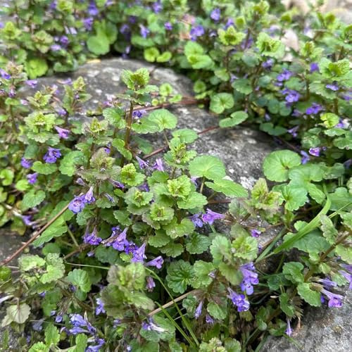 edera terrestre - semi tagliati semi da giardino decorazioni esterne selvaggi balcone selvaggi interni balcone con parterre 300pcs