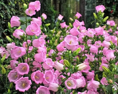 1 Pack of 420 SEEEDS Canterbury Bells Campanula Medium Single Rose-Pink