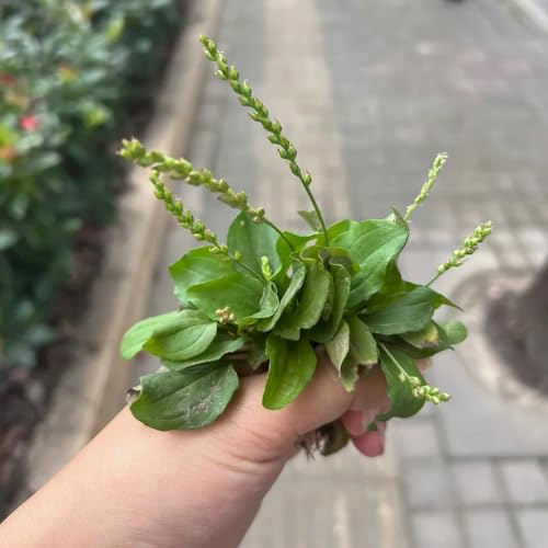 Semillas de plátano, jardín resistente orgánicas decoración balcón 400pcs