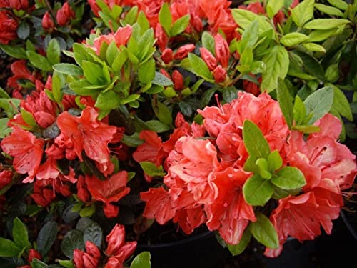 Japanische Azalee Geisha Orange - Syn. Satschiko - Rhododendron obtusum - 30-40cm