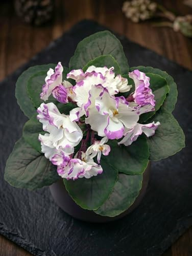 8 Artificial African Violet White Purple – Realistic Faux Flower Stem for DIY Floral Arrangements, Crafts, Wedding Decor & Home Decoration (No Pot)