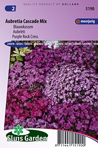 Aubrieta, Purple Rock Cress kaskad mix – blomfrön | livfullt marktäckande för stenmärken och väggar