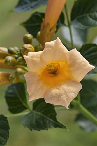 Trompetenblume Campsis radicans Flava 60-100 cm Kletterpflanze winterhart | Gelbe Trompetenblüten, sonniger Standort, schnellwachsend, ideal für Zaun und Fassade, bienenfreundlich, robust