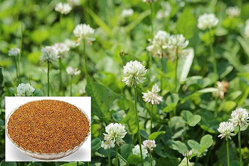 Landixx Weißklee 10 kg Kriechklee Saatgut Weissklee Trifolium repens Weiß-Klee