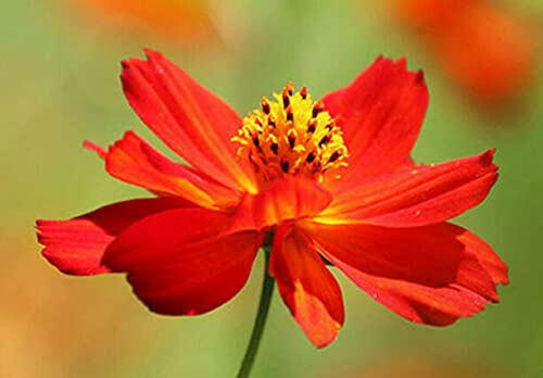 Graines mixtes de Cosmos nain en tapis de fleurs Graines de Cosmos Sulphureus doubles pour graines de jardin, cour, patio et utiles pour les cadeaux