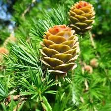 Japanese Larch Japanese Larch Seeds Bonsai Weathered Look Conifer Roughed Bark (10): Package Contain Seeds