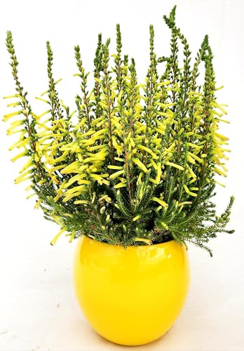 POWERS TO FLOWERS - ERICA GRACILIS GIALLA IN VASO CERAMICA FUCSIA, VASO 14CM DIAMETRO, piante vere