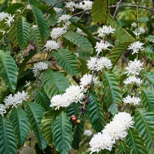 kaffeesamen kaufen - garten kaffeepflanze alte sorten baumsamen deko wohnzimmer steingartenpflanzen winterhart balkon 100pcs