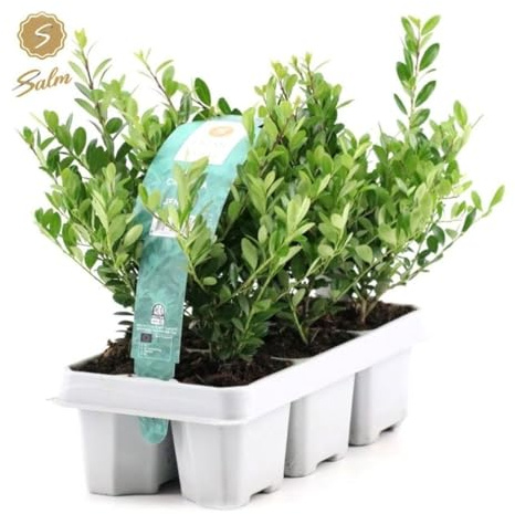 Ilex Heckenpflanzen, 6 Stück, 20-25 cm, Immergrüner Buchsbaum-Ersatz, Winterhart