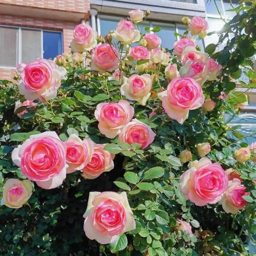 albero di rosesemi- decorative, viti, rampicanti di selvatici esotici Decorazioni da giardino per esterni, to 350semi