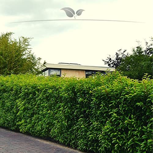Gardline - Portugiesischer Lorbeer 60-80 cm IM TOPF. 3-200 Pflanzen. Kirschlorbeer Hecke - 10 St. (ca. 3 Meter)