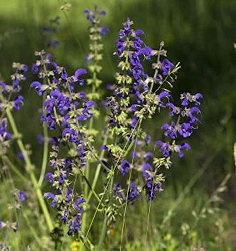 Wiesen Salbei Rhapsody in Blue - Salvia pratensis - lebende Gartenpflanze aus den Baumschulen