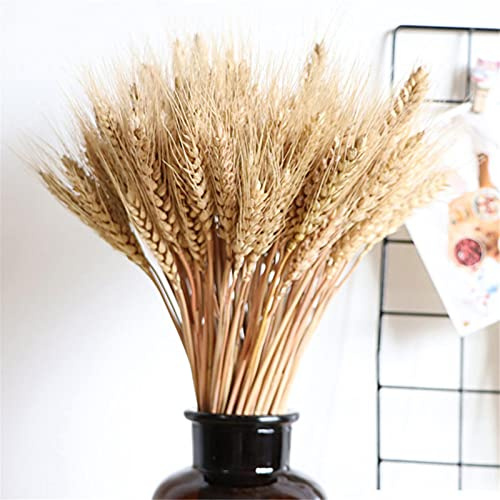 100 Stück Weizen Dried Flowers, Natürliche Strohblumen Deko, Getreide Ähren Getrocknet, Getrocknete Weizen Blumen, Für Hochzeit , Tisch Deko