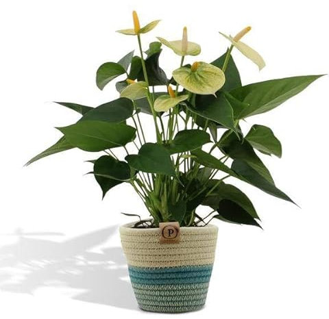 Flor de flamenco – Anthurium andreanum vainilla – Planta de interior + cesta Pure – 45 cm – Ø12 cm