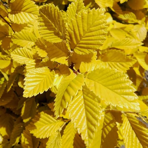 Semi di olmo - resistente decorative giardino 70pcs
