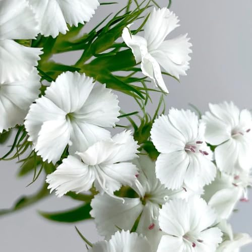 bartnelkensamen steinpflanzen pflanzensamen gewächshaus balkon pflanztöpfe kräutersamen wildkräuter mehrjährige stauden winterhart kräuterpflanzen blumensaat exotische zimmerpflanzen 300samen