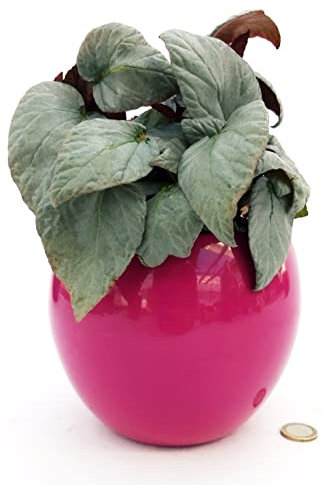 POWERS TO FLOWERS - BEGONIA REX BOLERO, GAY PAREE, IN VASO CERAMICA FUCSIA SFERICO, pianta vera