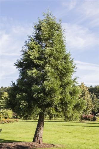 Sequoiadendron giganteum 30–40 cm – Winterhart, Immergrün, Pflegeleicht – Mammutbaum – Solitärbaum für Garten & Park