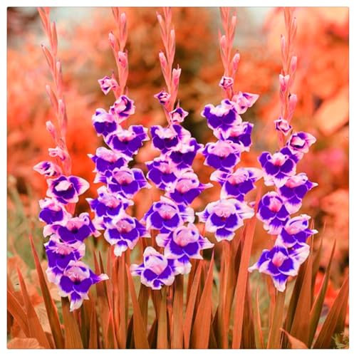 Wedding Flowers,Natural Organic,Excellent Display, Easy to Plant,Flowering Rhizome, Gladiolus Bulbs-10 Bulbs-C
