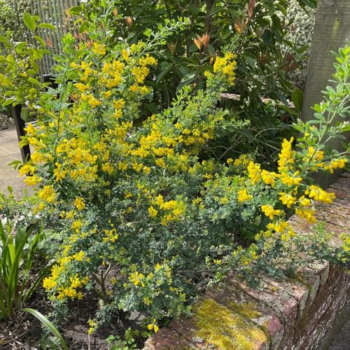 Ginster, blumensamen mehrjährig winterhart Cytisus Scoparius, garten geschenke für frauen bodendecker exotische 600Samen