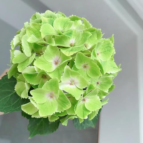 semillas de hortensia - jardín perennes resistentes 250pcs