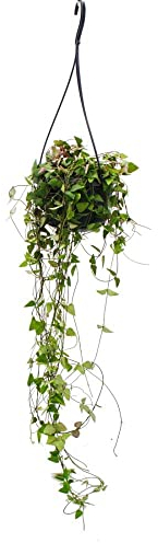 Zimmerpflanze zum Hängen Ceropegia linearis Merel Leuchterblume 14cm Ampel