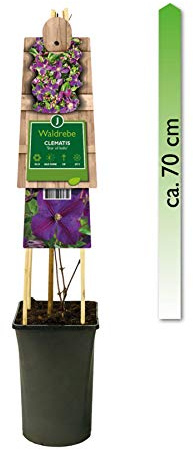 mgc24 Kletterpflanze Clematis Star of India Waldrebe im 2l-Container 1 Pflanze