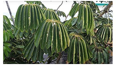 Stk - 20x Schefflera actinophylla Schirmbaum Pflanzen - Samen B2263 - Seeds & Plants Shop by Ipsa