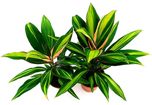 POWERS TO FLOWERS - DRACENA CORDYLINE KIWI 2 PIANTE, ALTEZZA 50CM, pianta vera